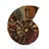 Ammonite fossilisée : Éclat minéral de Madagascar - 1