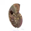 Ammonite fossilisée : Éclat minéral de Madagascar - 2