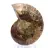 Ammonite fossilisée : Éclat minéral de Madagascar