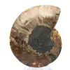 Grande Ammonite de Madagascar : Force naturelle - 0