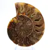 Grande Ammonite de Madagascar : Force naturelle - 1