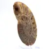 Grande Ammonite de Madagascar : Force naturelle - 2