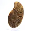 Grande Ammonite de Madagascar : Force naturelle - 3