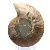 Ammonite polie : Géométrie marine de Madagascar - 3