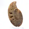 Ammonite polie : Géométrie marine de Madagascar - 3