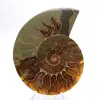 Ammonite imposante de Madagascar : Pureté fossile - 1