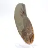 Ammonite imposante de Madagascar : Pureté fossile - 3