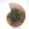 Ammonite polie : Géométrie marine de Madagascar — 4
