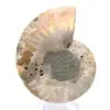 Ammonite polie : Géométrie marine de Madagascar - 5