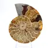 Ammonite de Madagascar : Douceur et Authenticité - 1