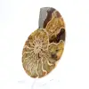 Ammonite de Madagascar : Douceur et Authenticité - 2