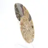 Ammonite de Madagascar : Douceur et Authenticité - 3