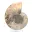 Ammonite polie : Géométrie marine de Madagascar — 5
