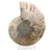 Ammonite polie : Géométrie marine de Madagascar - 6