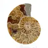 Ammonite fossile de Mahajanga : Équilibre Minéral - 1