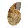 Ammonite fossile de Mahajanga : Équilibre Minéral - 2