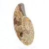 Ammonite fossile de Mahajanga : Équilibre Minéral - 3