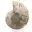 Ammonite polie : Géométrie marine de Madagascar — 6