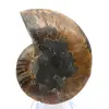 Fossile d'Ammonite polie : Densité et Détails - 0
