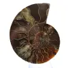 Fossile d'Ammonite polie : Densité et Détails - 1