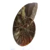Fossile d'Ammonite polie : Densité et Détails - 2