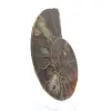 Fossile d'Ammonite polie : Densité et Détails - 3