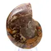 Ammonite polie : Géométrie marine de Madagascar - 8