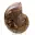 Ammonite polie : Géométrie marine de Madagascar — 8