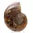 Ammonite de Madagascar : Finesse Minérale