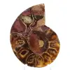 Spécimen d'Ammonite : La clarté de Mahajanga - 1