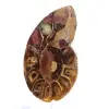 Spécimen d'Ammonite : La clarté de Mahajanga - 2