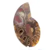 Spécimen d'Ammonite : La clarté de Mahajanga - 3