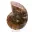 Ammonite polie : Géométrie marine de Madagascar — 9
