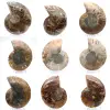 Ammonite polie : Géométrie marine de Madagascar - 0