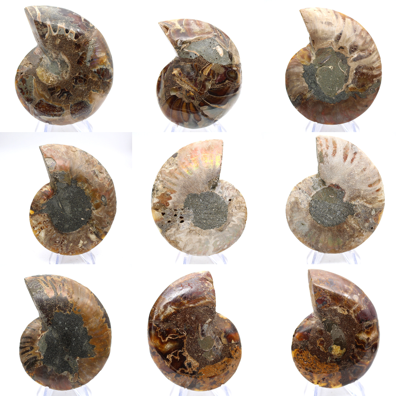 Ammonite polie : Géométrie marine de Madagascar